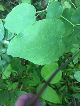 Imagem de Clematis versicolor Small