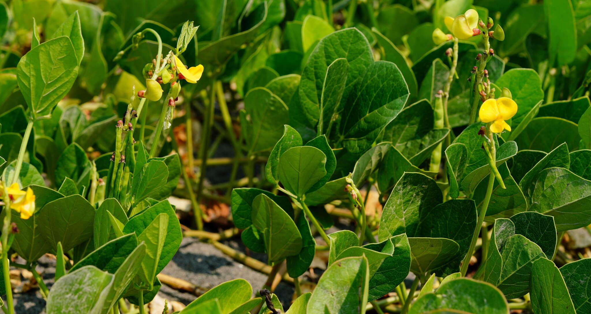 Image of notched cowpea