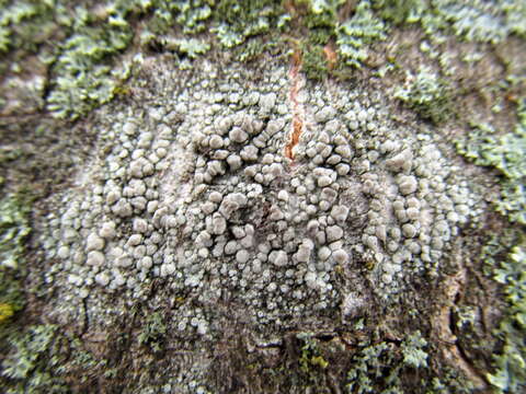 Image of rim lichen