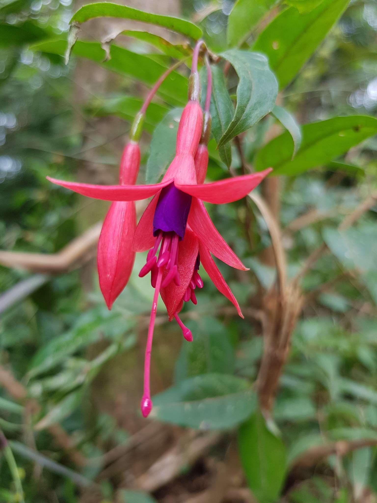 Image of Fuchsia regia (Vand. ex Vell.) Munz