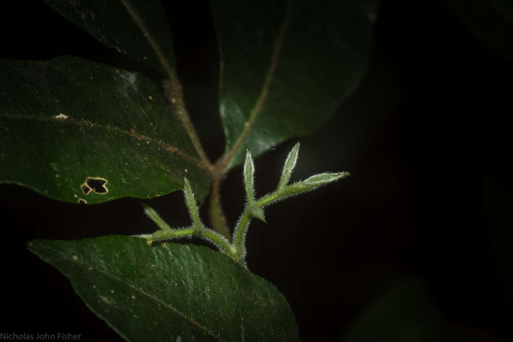 Imagem de Bouchardatia neurococca (F. Müll.) Baillon