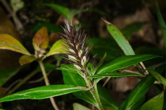 Lepidagathis alopecuroidea (Vahl) R. Br. ex Griseb. resmi