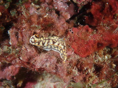 Image of Orange edge khaki slug