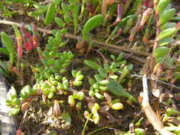 Plancia ëd Wilsonia rotundifolia Hook.