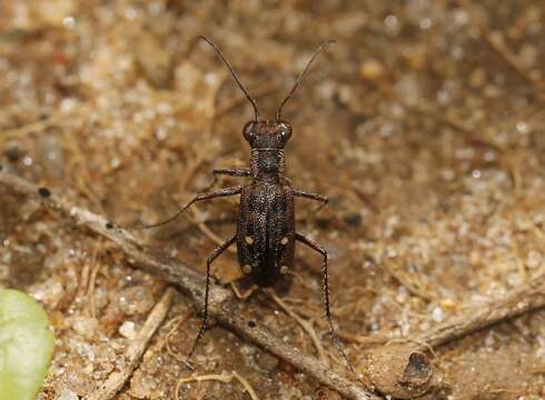 Image of Cylindera (Oligoma) lacunosa (Putzeys 1875)