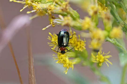 Image of Green-winged Lebia