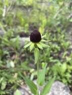 Rudbeckia montana A. Gray的圖片