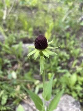 Image of Montane Coneflower