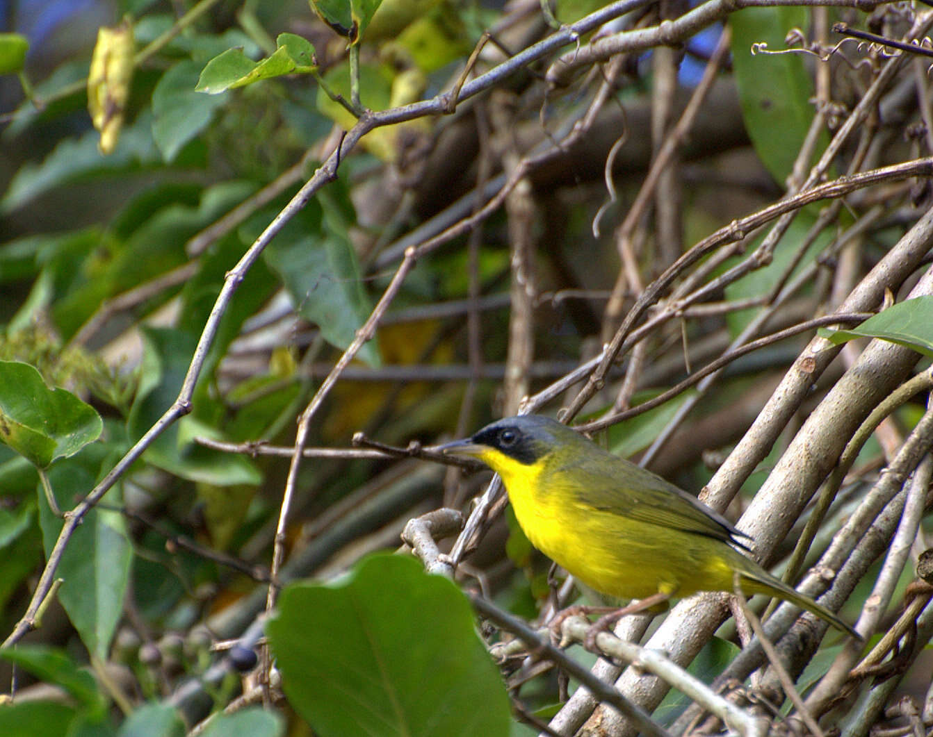 Geothlypis Cabanis 1847 resmi