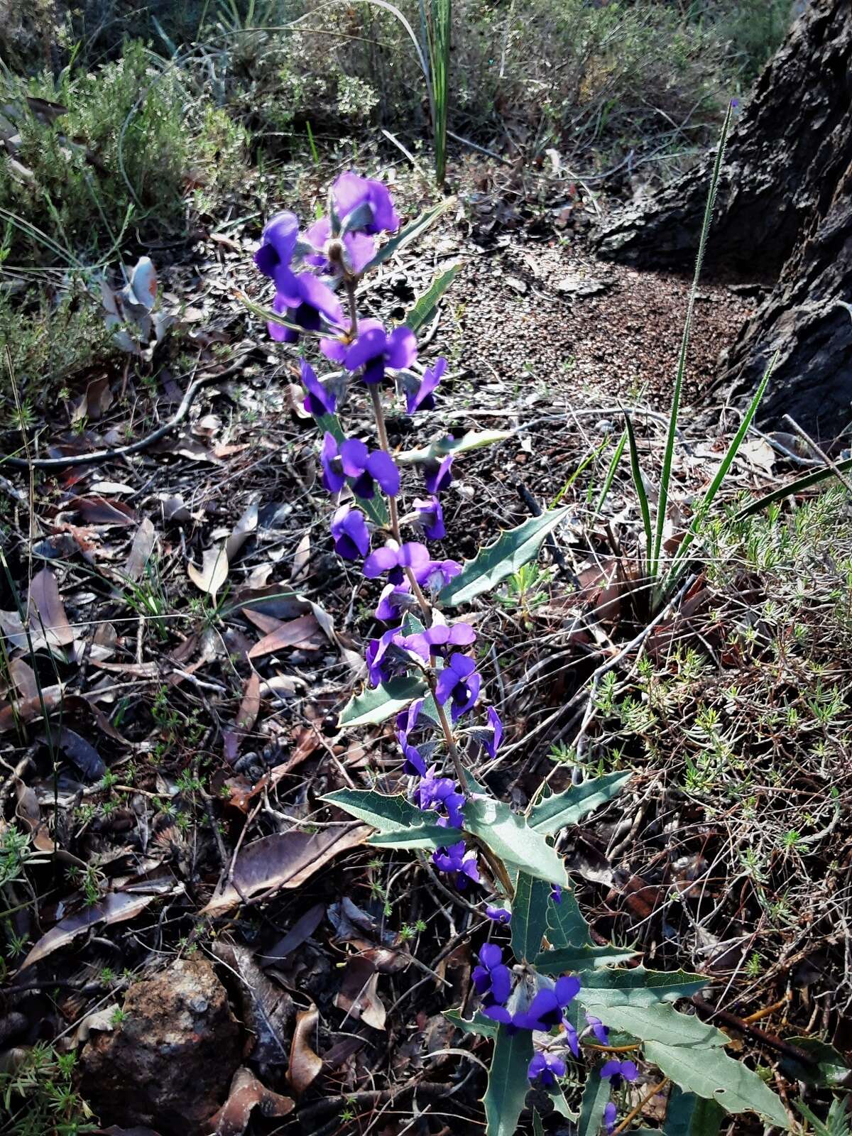 Image of Holly-leaved Hovea