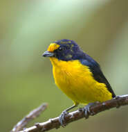 Euphonia violacea (Linnaeus 1758)的圖片