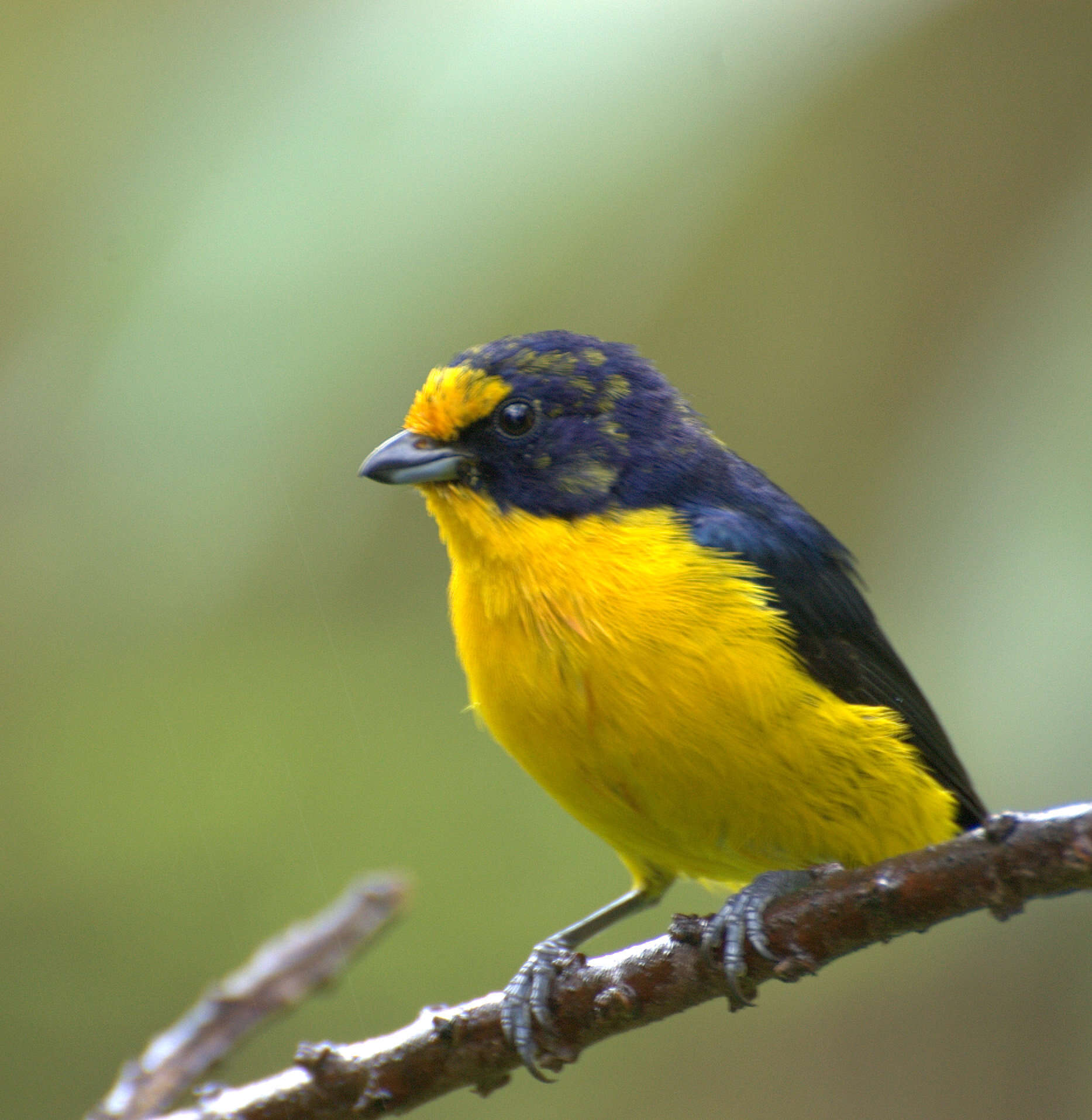 Euphonia violacea (Linnaeus 1758)的圖片