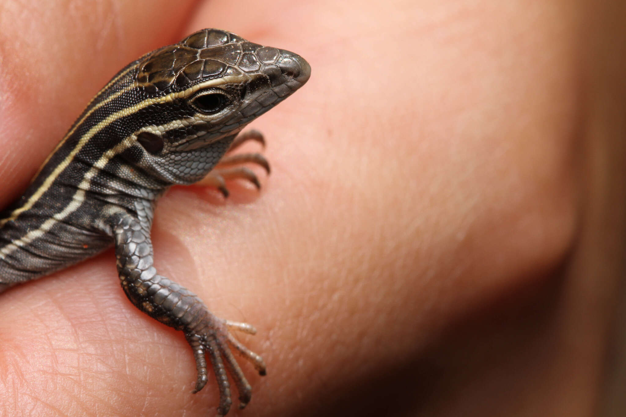 Image of Chihuahuan spotted whiptail