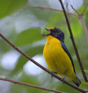 Euphonia violacea (Linnaeus 1758)的圖片