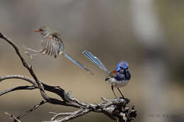 Image of Blue-breasted Fairy-wren