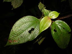 Image of Miconia reitziana (Cogn. & Gleason) Gamba & Almeda