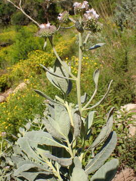 Image of Pacific yerba santa