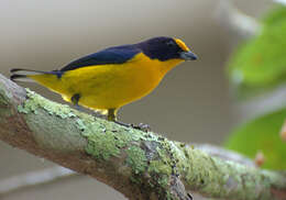 Euphonia violacea (Linnaeus 1758)的圖片