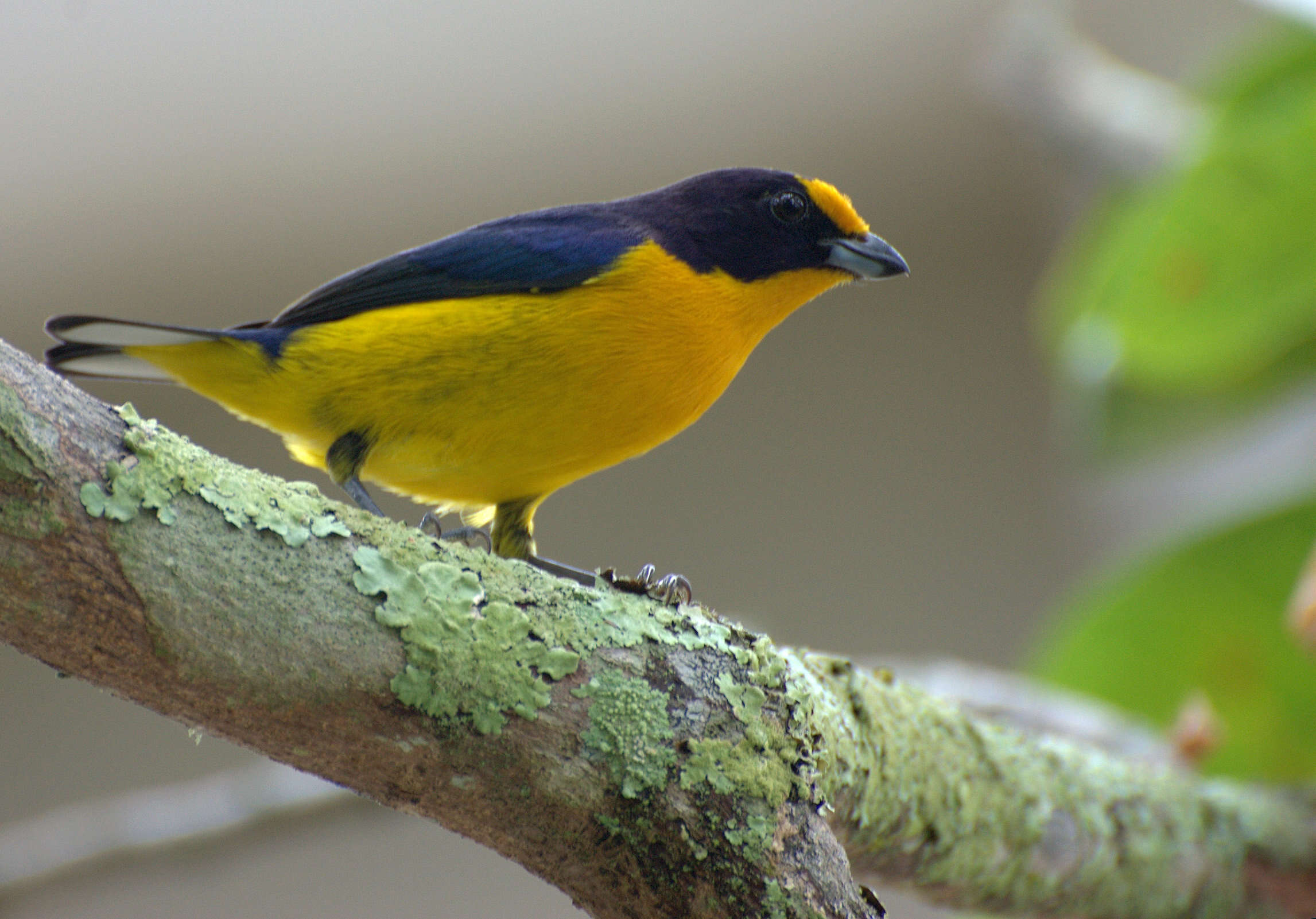 Euphonia violacea (Linnaeus 1758)的圖片