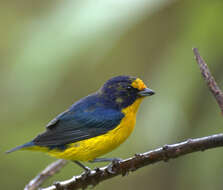 Euphonia violacea (Linnaeus 1758)的圖片