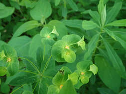 Image of Darlington's Glade Spurge