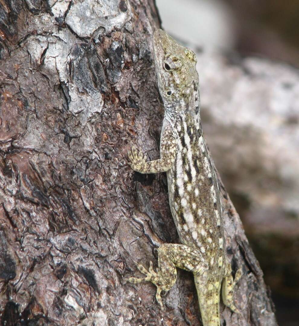 Image of Anolis charlesmyersi Köhler 2010