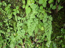 Adiantum monochlamys Eat.的圖片