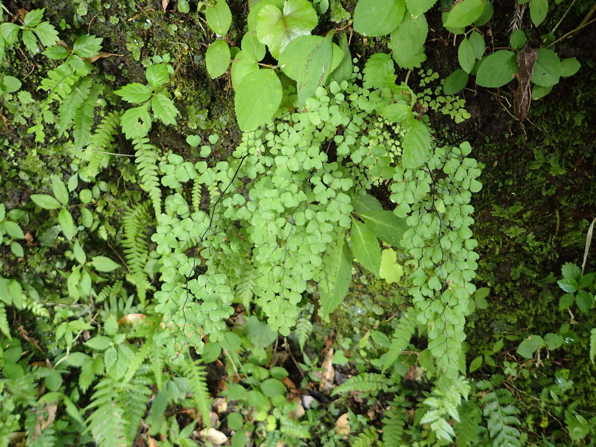 Image of Adiantum monochlamys Eat.