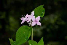 Image of Crusea coccinea var. breviloba Loes.