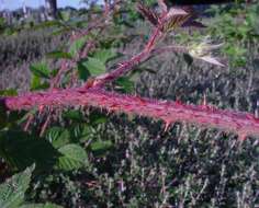 Image of Rubus dasyphyllus (Rogers) Rogers