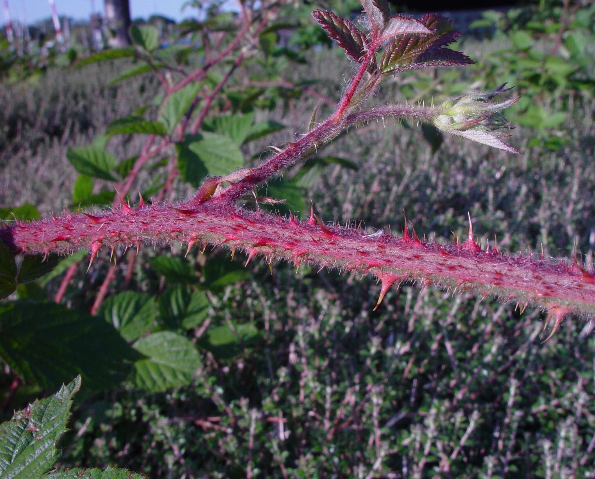 Image of Rubus dasyphyllus (Rogers) Rogers