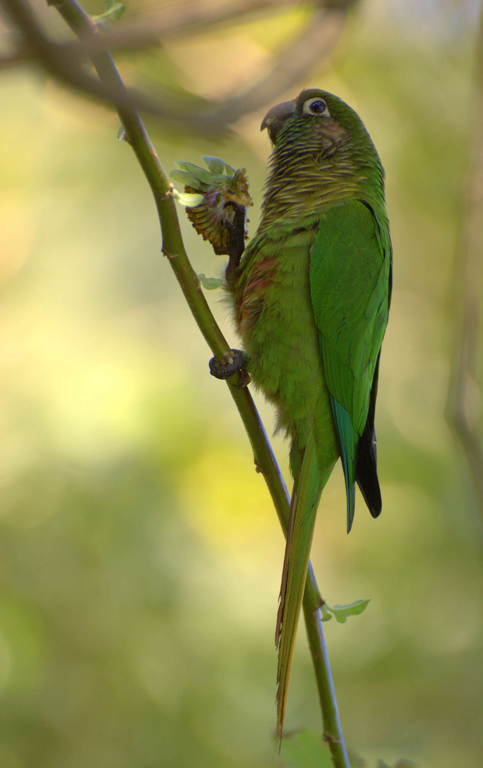 Image of Maroon-bellied Parakeet