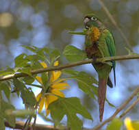 Image of Maroon-bellied Parakeet