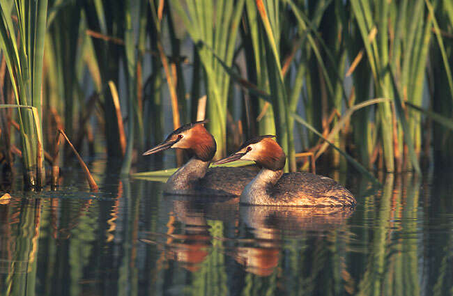 Image of Podiceps Latham 1787