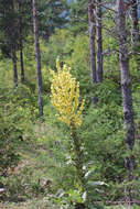 Image of Verbascum speciosum subsp. megaphlomos (Boiss. & Heldr.) Nyman