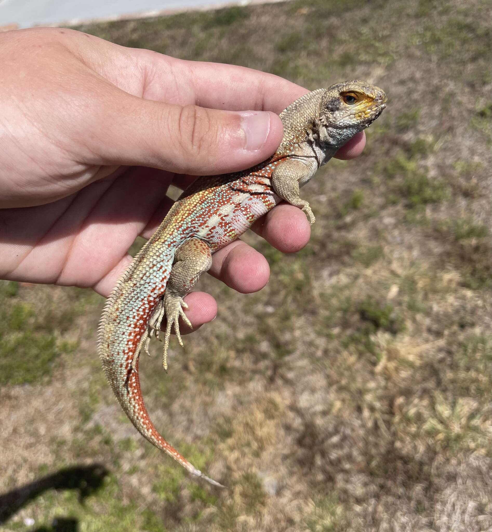 Image of Red-sided Curly-tailed Lizard