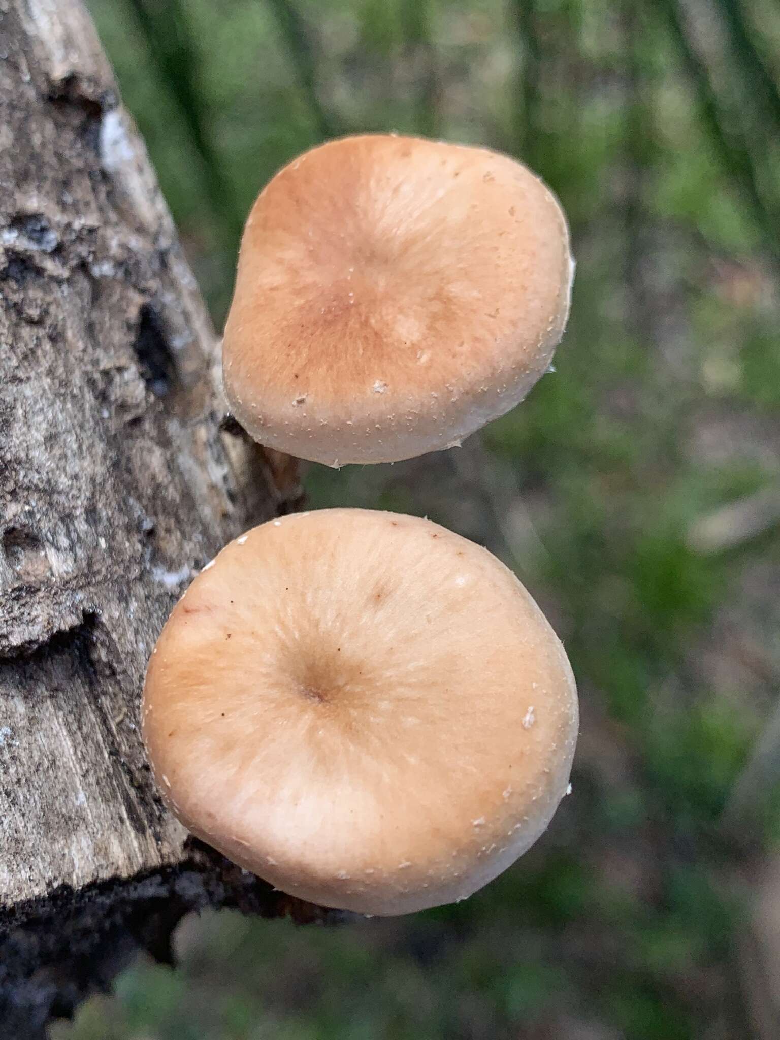 Plancia ëd Lentinula boryana (Berk. & Mont.) Pegler 1976