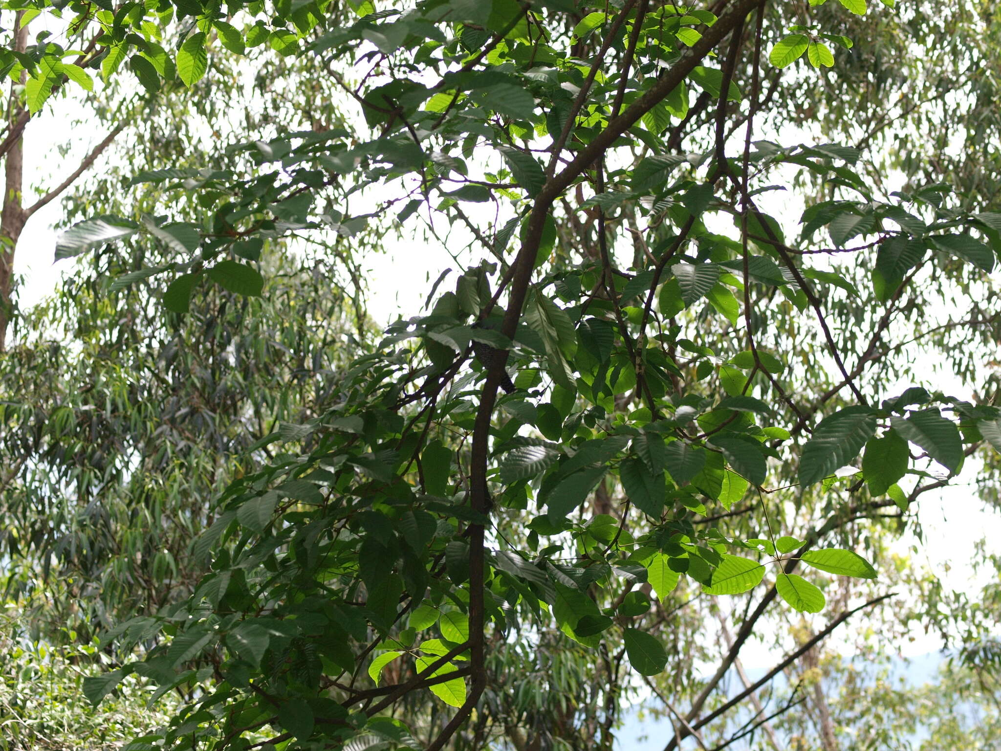 Image of Bar-crested Antshrike