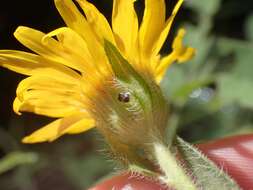 Image of rockyscree false goldenaster