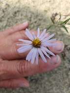 صورة Symphyotrichum yukonense (Cronq.) G. L. Nesom