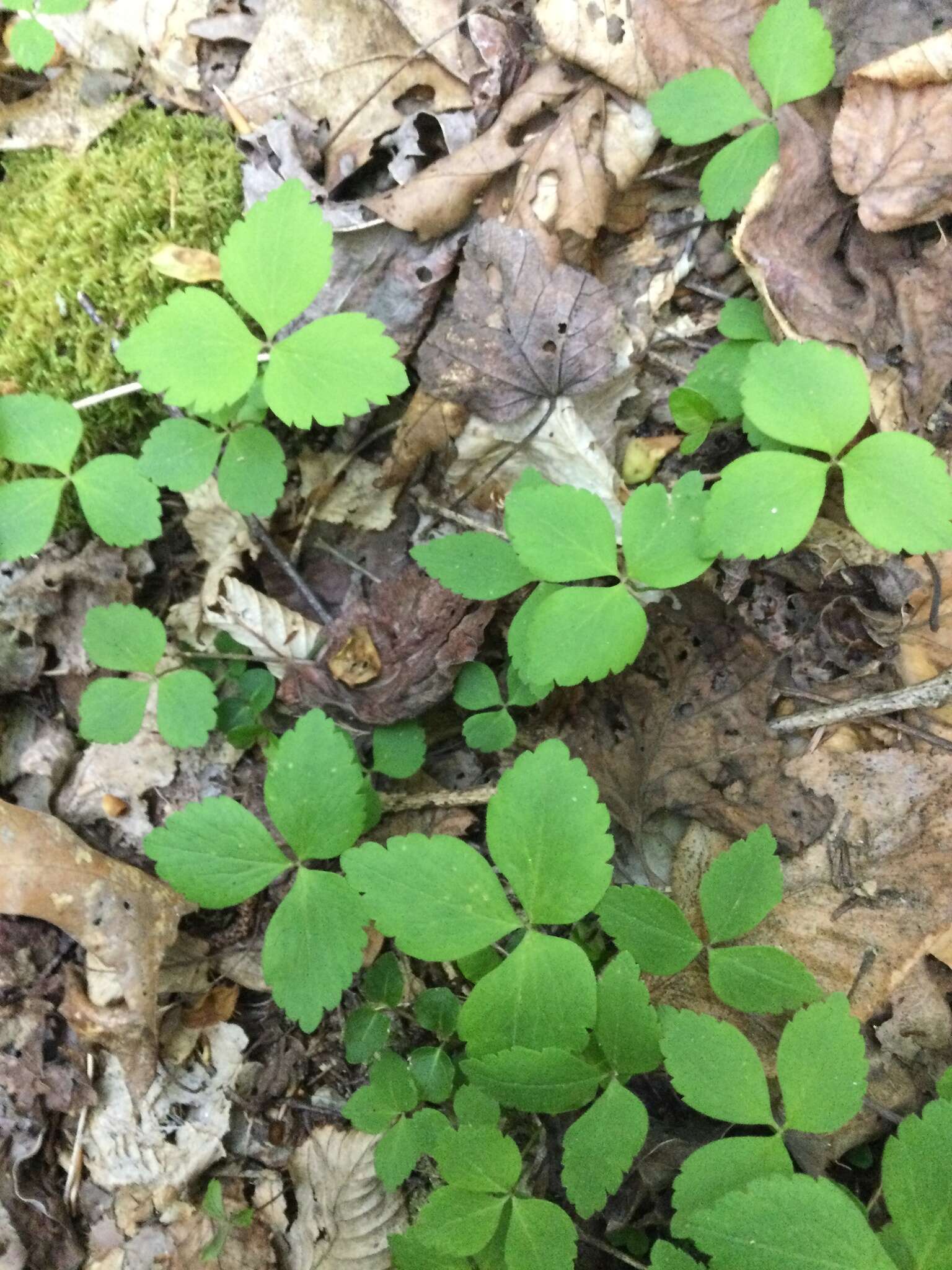 Слика од Anemone lancifolia Pursh