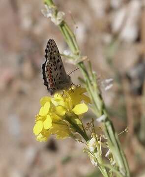 Image of Smith's blue butterfly