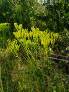 Image of Pineland Rayless-Goldenrod