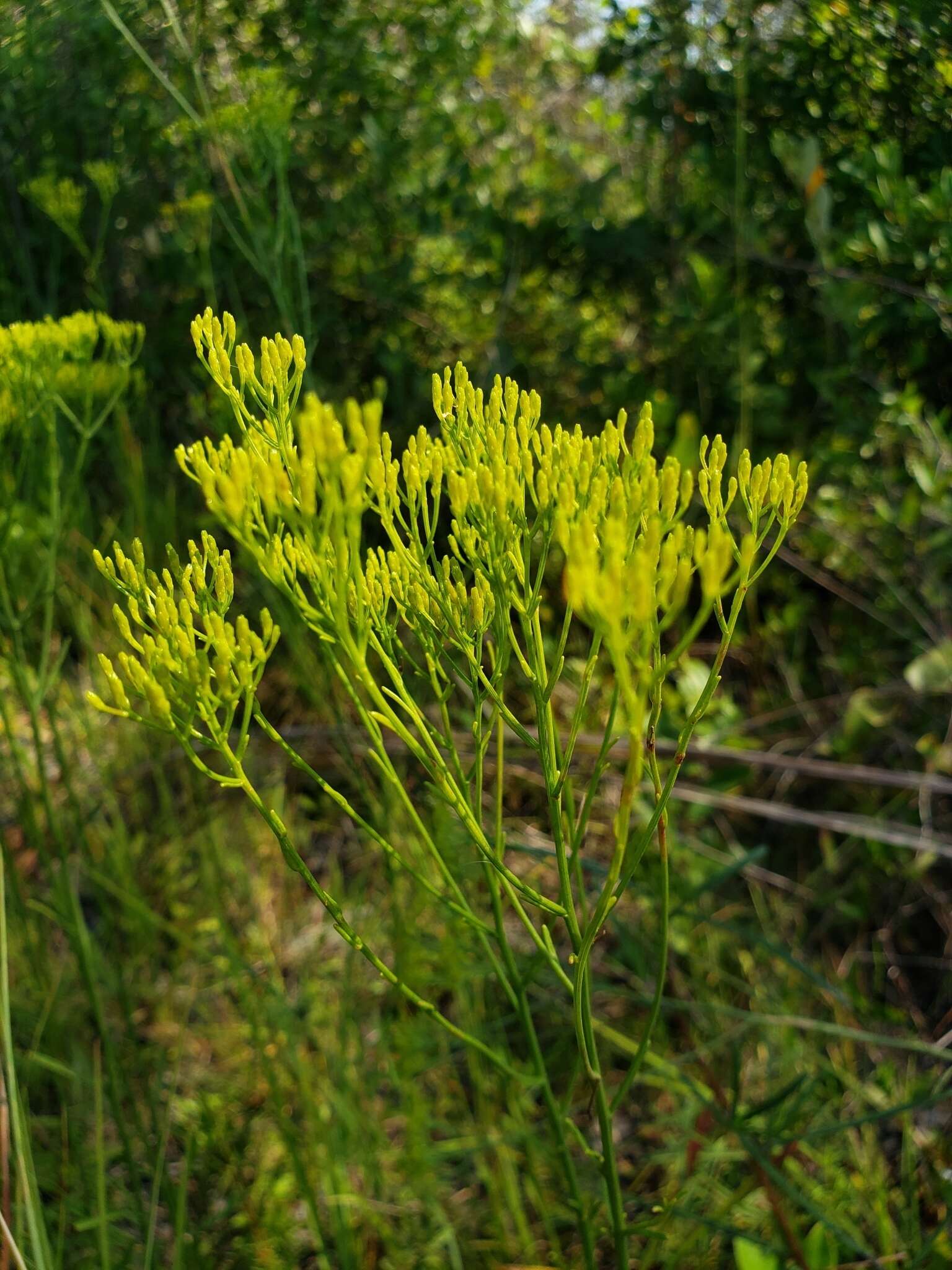 Image of Pineland Rayless-Goldenrod