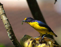 Euphonia violacea (Linnaeus 1758)的圖片