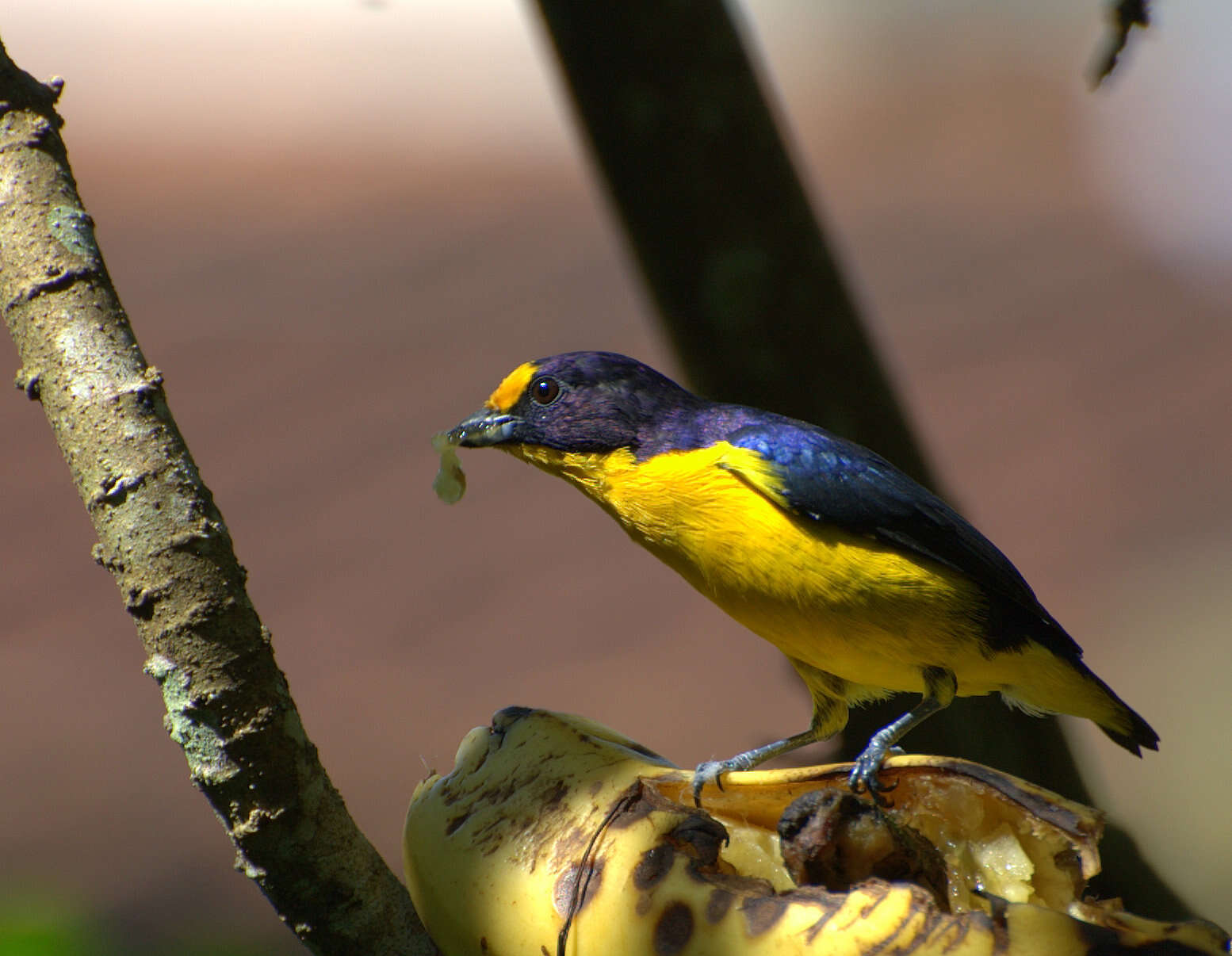 Euphonia violacea (Linnaeus 1758)的圖片