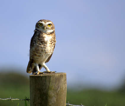 Image of Burrowing Owl