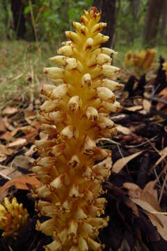 Image of alpine cancer-root