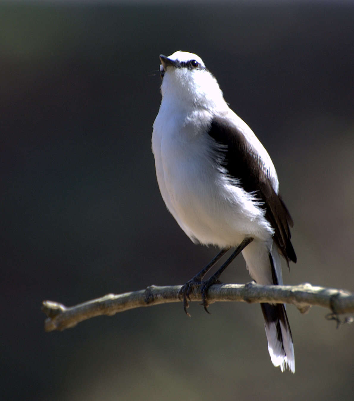 Image of Fluvicola Swainson 1827