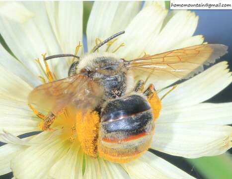 Image of Eucera pekingensis Yasumatsu 1946